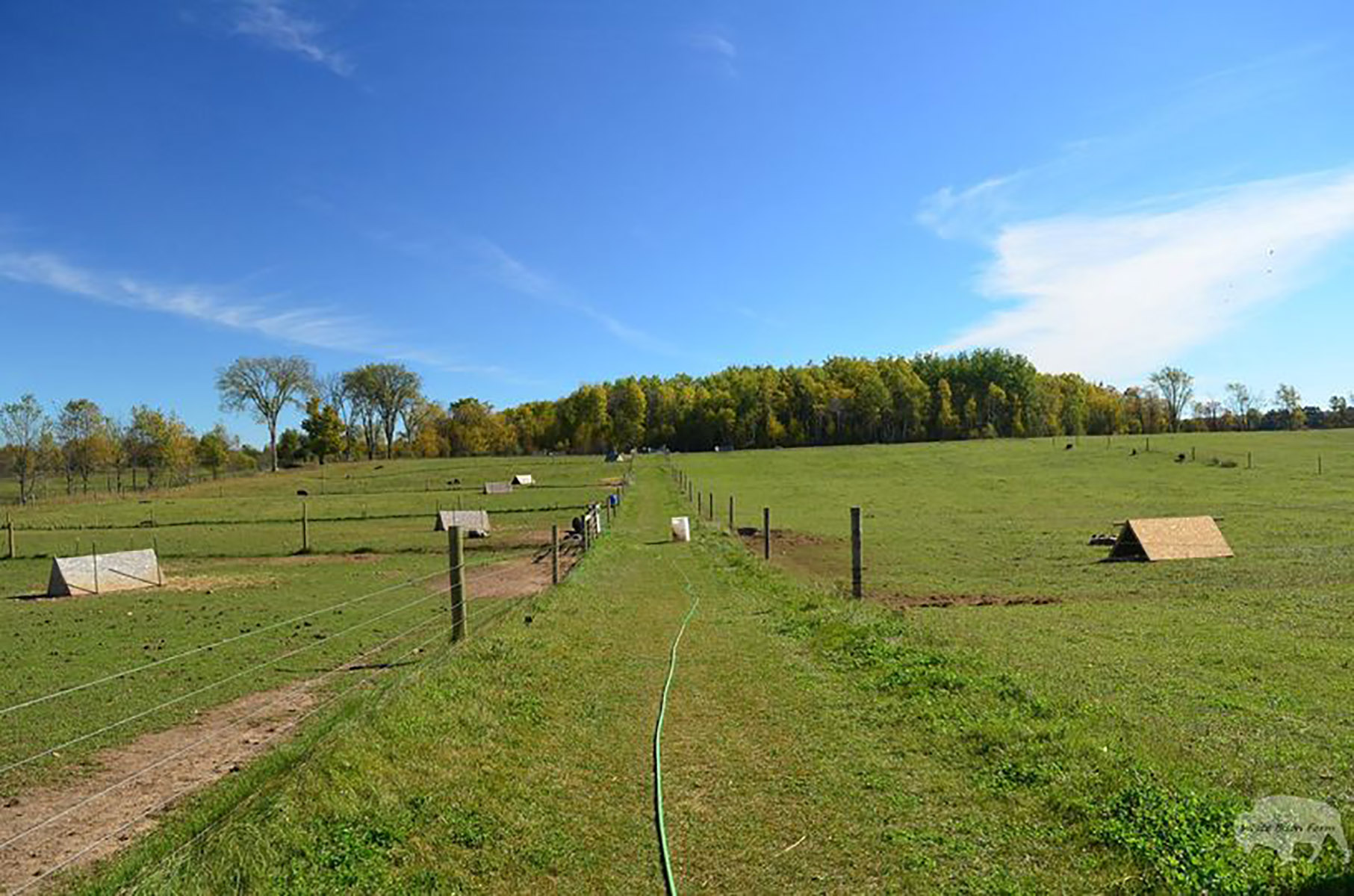 Essential Minerals for Pig Nutrition
